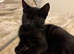Very affectionate Black Kitten