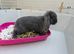 Mini lop baby bunnys
