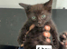 Kittens for sale