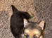 Beautiful German Shepherd Puppies