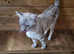 TICA regestered seal lynx snow