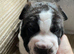 Ridgeback x Sharpei 1 dog left