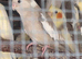 Cockatiels