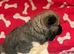 Quality KC registered American Akita Puppies