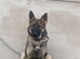 WANTED German shepherd or Mali