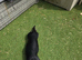 Rehome ozzy
