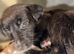 Puppy for sale