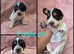 KC Reg health tested working cocker spaniels