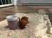 Jack Russell miniature Girl Puppy