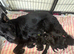 Black German shepherd