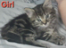 Fluffy Kittens