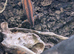 Red stripe gargoyle gecko pair