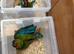 Selling baby handreared military macaws