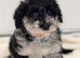 Miniature F1 Schnoodle Puppies