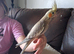Hand reared cockateil