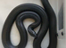 adult mexican black kingsnakes