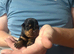 Big Rottweiler puppies