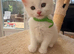 White  maine coon kittens 8 weeks