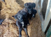 Labrador cross collie