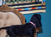 3 stunning kc registered Cocker spaniel puppies left