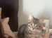 Boy kitten