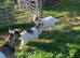 Pygmy goat wether kids.