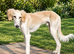 BEAUTIFUL, WELL BRED 10 MONTH OLD DOG PUP