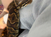 Various Ball Pythons for rehoming