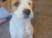 Patterdale, Lakeland, Jack Russell Cross