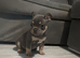 French Bulldog Last 1