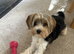 10 month old - Biewer Terrier