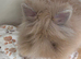 Gorgeous lionhead boy