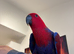 Super tame eclectus