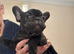 STUNNING FRENCH BULLDOGS