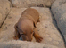 Miniature dachshund pups