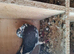 Raceing pigeon