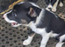Farm reared pups