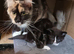 GCCF REGISTERED Pedigree Maine Coon Kittens