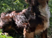 Sprocker puppies