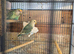 Lovebirds for sale.