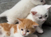 Adorable kittens looking for new homes