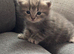 Kittens for sale