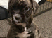 Gorgeous Frenchel puppies (Frenchie x cavalier King Charles) only 1 girl still looking for a loving family
