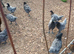 Blubelle pullets available