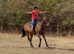 Thoroughbred gelding
