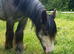 Silver - Sweet Blue Blagdon Cob Yearling Gelding