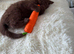 British shorthair kittens