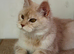 Female maine coon