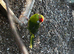 Kakariki for sale