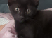 3 Perfectly Adorable Kittens Ready For Their Forever Homes